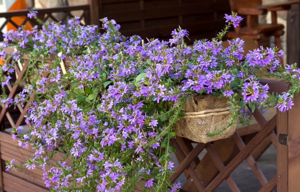 Fan flowers can appear in various colors. This one is in a rich purple, while the “Königsfächer” impresses in a pastel pink