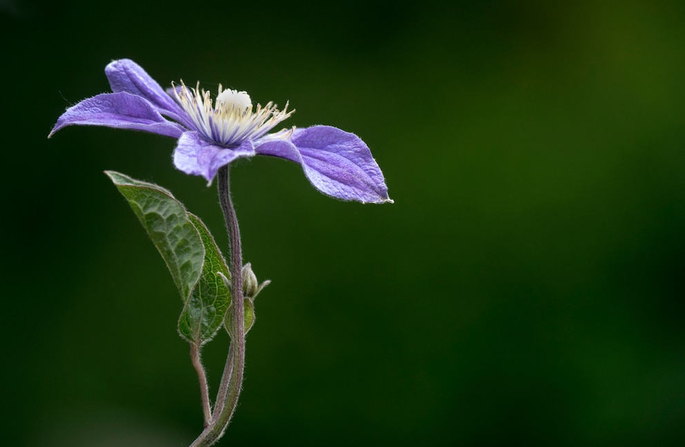 Clematis viticella Prince Charles