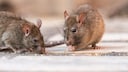 Ratten im Haus