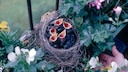 Vogelnester sind kleine Kunstwerke. Am Haus oder auf dem Balkon will man sie aber nicht unbedingt haben.