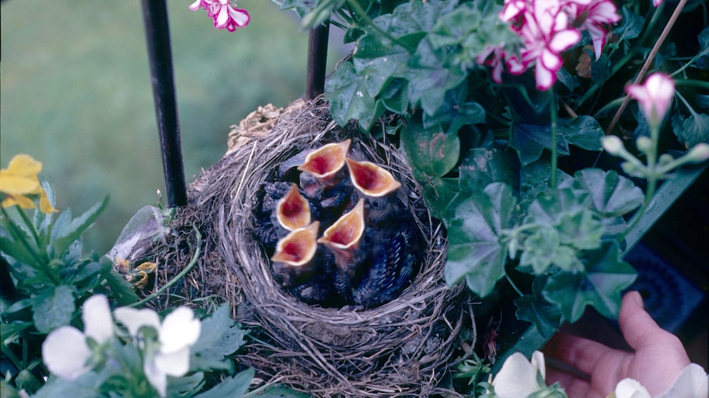 Vogelnester sind kleine Kunstwerke. Am Haus oder auf dem Balkon will man sie aber nicht unbedingt haben.