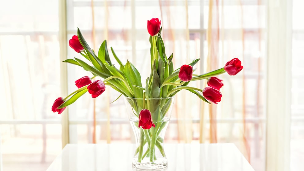 Tulpen wachsen nach dem Schnitt in der Vase weiter, doch dagegen kann man etwas unternehmen