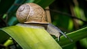 Schnecken machen sich gern über die Blätter im Gemüsebeet her. Aber es gibt einige Hausmittel, mit denen sich die Tiere vertreiben lassen.