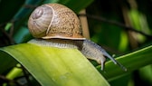 Schnecken machen sich gern über die Blätter im Gemüsebeet her. Aber es gibt einige Hausmittel, mit denen sich die Tiere vertreiben lassen.