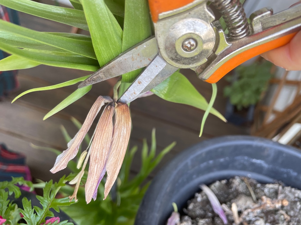 Wenn man bei der Kaiserkrone die vertrockneten Blüten abschneidet, kann man das Glück haben, dass noch einmal Blüten nachkommen