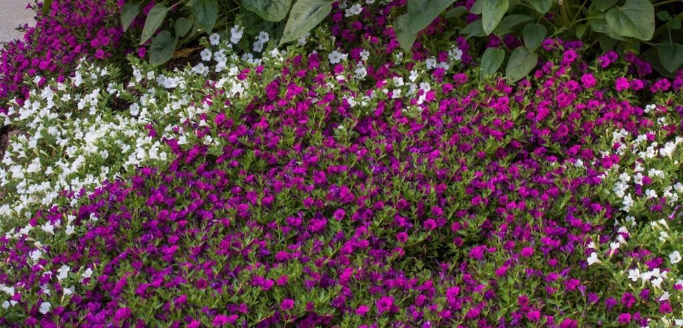 These tiny Petunias are suitable for pots, hanging baskets, and also as ground cover