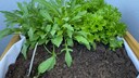 Pflücksalat und Rucola sind gute Nachbarn, beide können fortlaufend geerntet werden