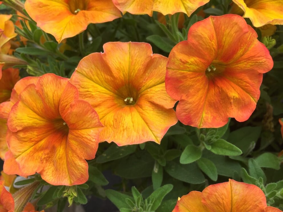 “Alpenglühen” is a cross between Petunia and Calibrachoa