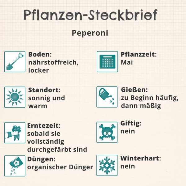 Peperoni pflanzen Standort, Boden, Pflege