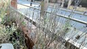 vertrockneter Lavendel