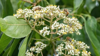 Bienenbaum