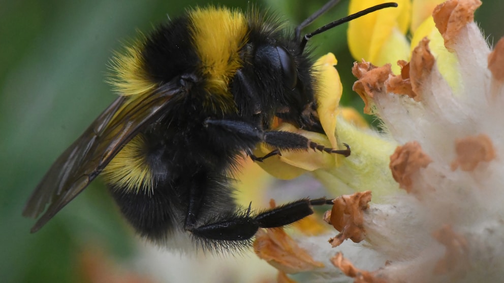 Die Gartenhummel ist zum Gartentier des Jahres 2023 gewählt worden