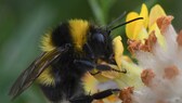 Die Gartenhummel ist zum Gartentier des Jahres 2023 gewählt worden