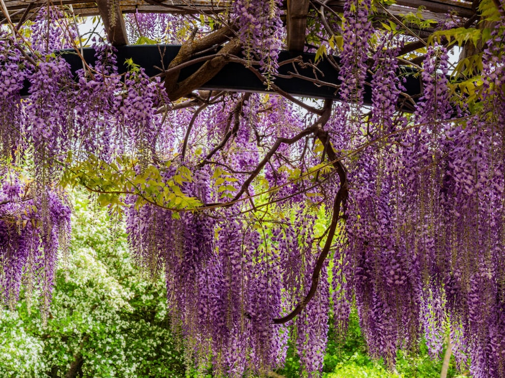 The hanging blooms of wisteria not only look beautiful but also provide privacy