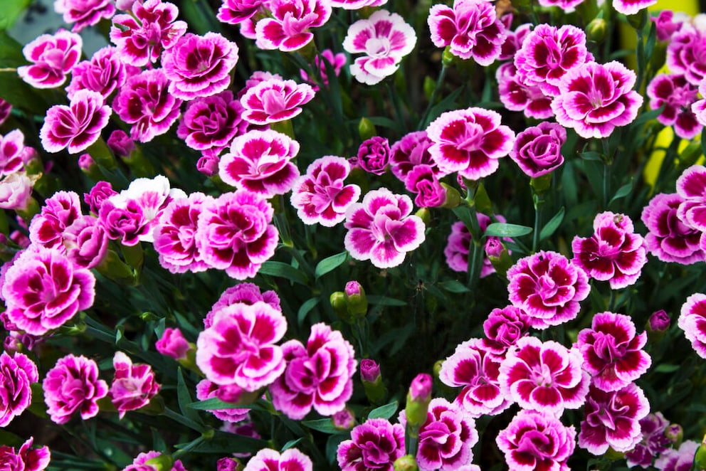 Carnations impress not only with their pretty flowers but also with their ant-repelling scent