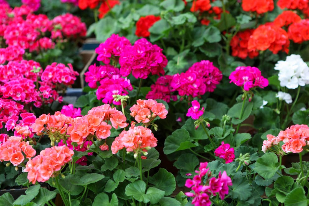 Geraniums with red blooms are particularly well-known. However, the plant also blooms in white, pink, and violet