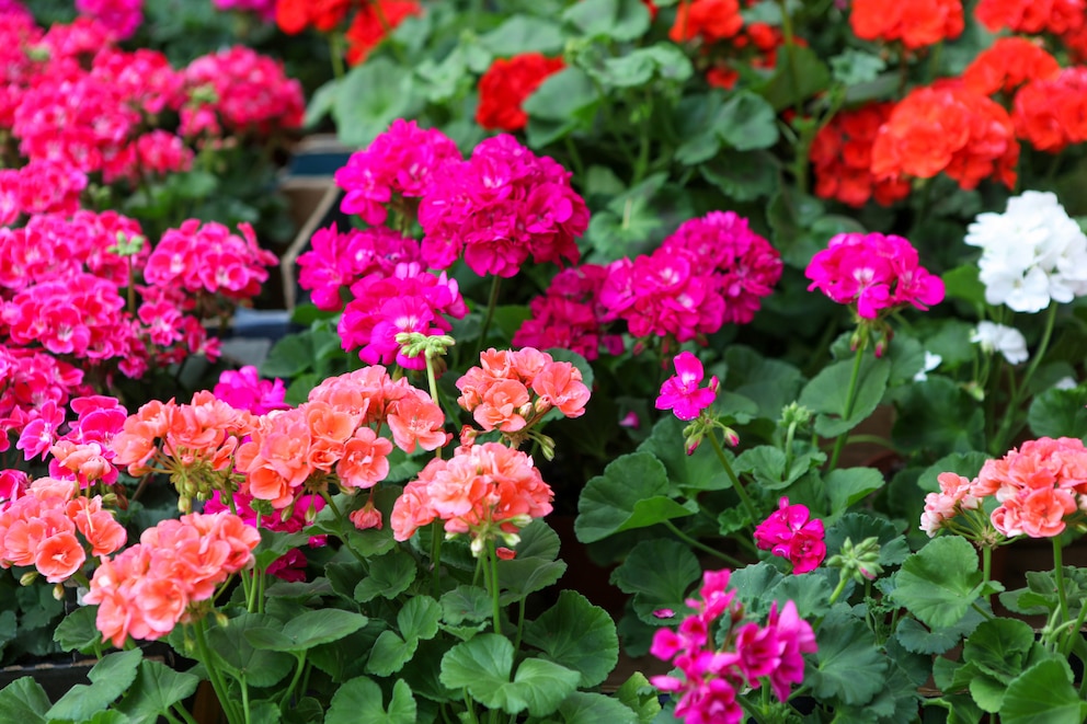 Bekannt sind insbesondere Geranien mit roter Blüte. Die Pflanze erblüht jedoch auch in Weiß, Rosa, Pink und Violett