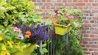 Die richtige Pflege bei Balkonblumen ist sehr wichtig, damit man lange Freude an ihnen hat