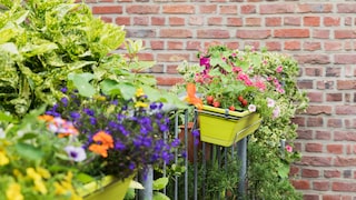 Die richtige Pflege bei Balkonblumen ist sehr wichtig, damit man lange Freude an ihnen hat