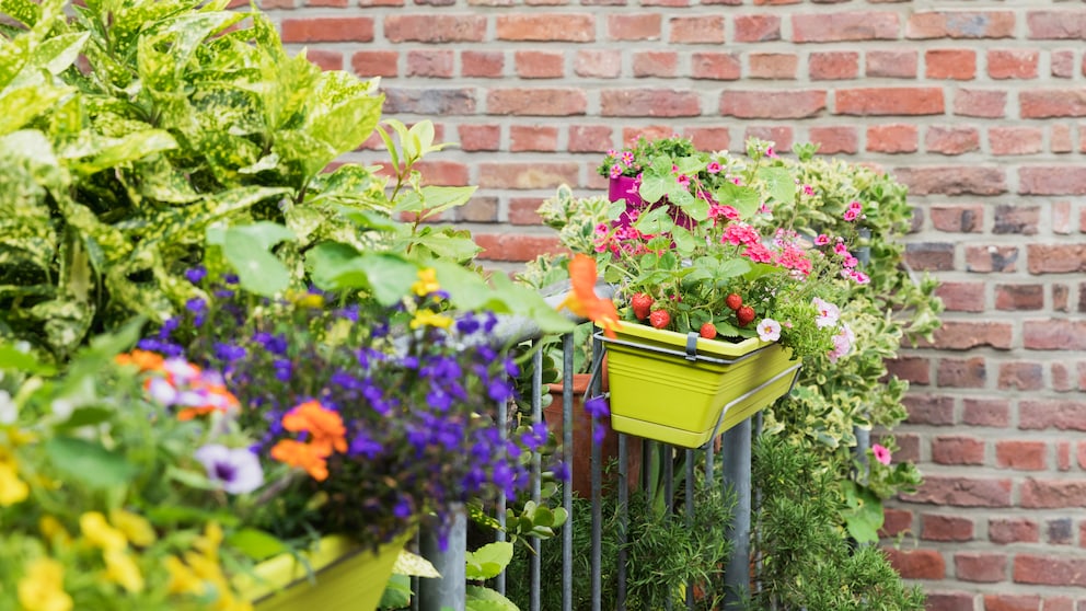 Die richtige Pflege bei Balkonblumen ist sehr wichtig, damit man lange Freude an ihnen hat