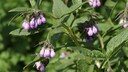 Echter Beinwell (Symphytum officinale)