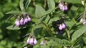 Echter Beinwell (Symphytum officinale)