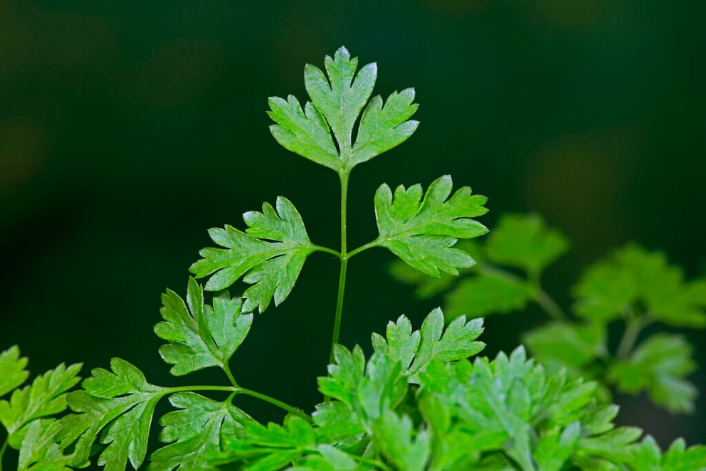 Chervil can gently repel ants