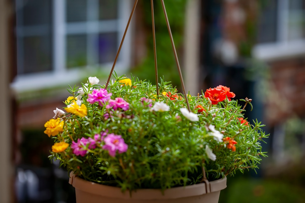 Von Juni bis August begeistern Portulakröschen mit ihren zarten, bunten Blüten