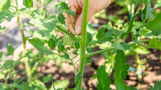 Tomaten ausgeizen