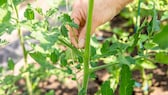 Tomaten ausgeizen