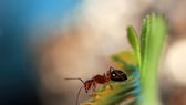 Mithilfe des richtigen Geruchs kann man Ameisen effektiv vertreiben
