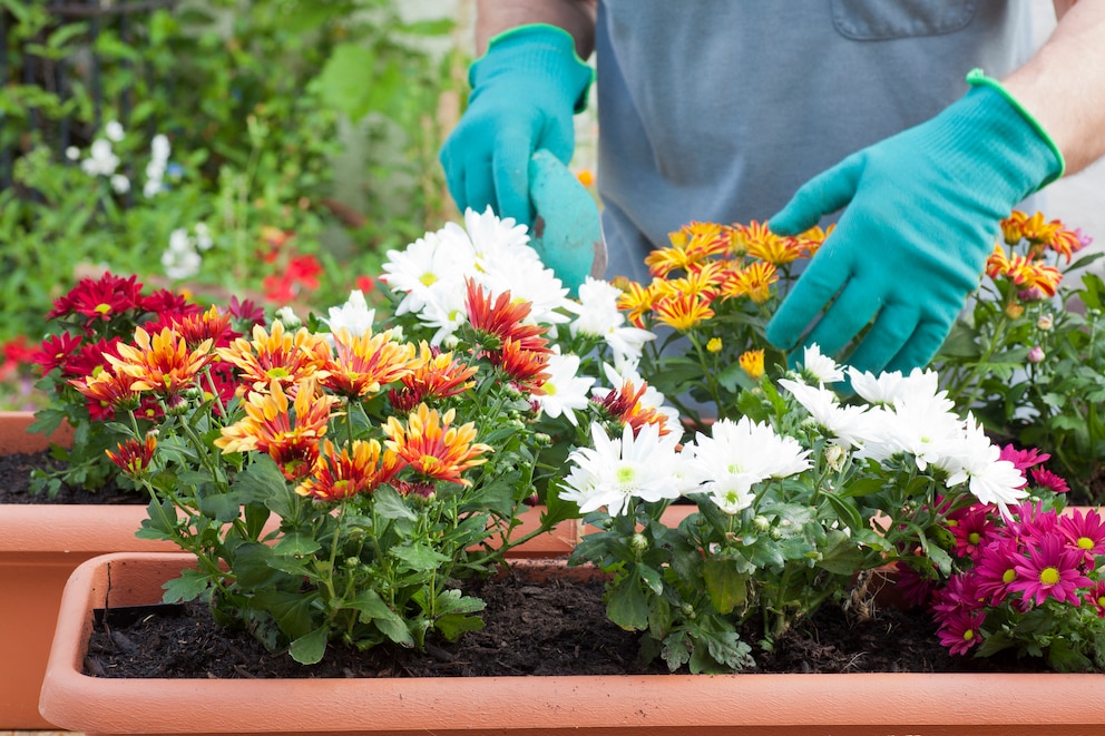 Zu den beliebtesten Balkonpflanzen zählen Chrysanthemen, unter anderem weil sie pflegeleicht sind