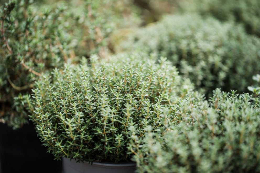 Thyme thrives in the garden, but also on the balcony or terrace