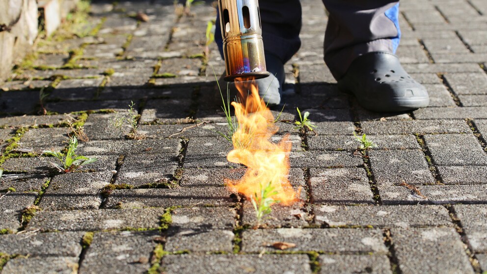 Ist Abflammen eine geeignete Methode, um Unkraut zu entfernen?