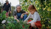 Im Juni gibt es im Garten viel zu tun: Rasen mähen, verblühte Blütenstände schneiden, Stockrosen aussäen