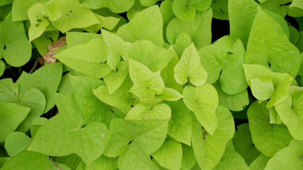 The tubers of ornamental sweet potatoes are not suitable for consumption