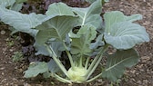 Wenn ein Kohlrabi holzig ist, kann das mehrere Gründe haben.