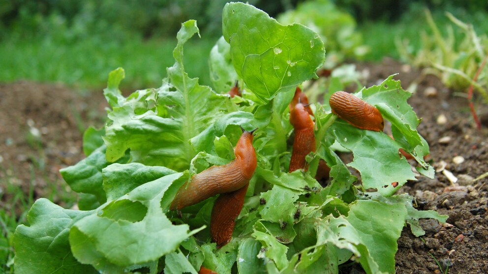 Opferbeet gegen Schnecken