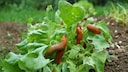 Opferbeet gegen Schnecken
