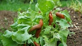 Opferbeet gegen Schnecken