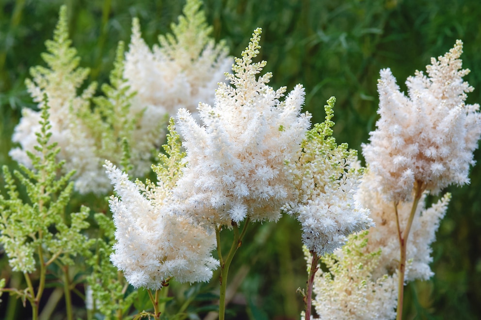 Die auffälligen Blütenstände der Astilbe erblühen in den verschiedensten Farben