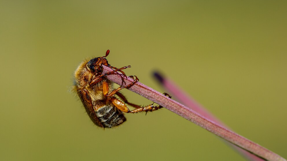 Junikäfer