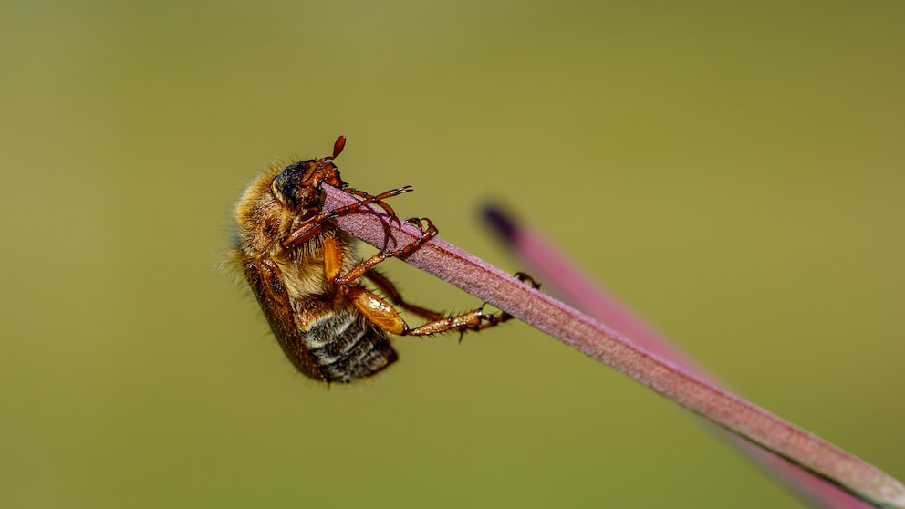 Junikäfer