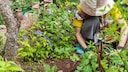 Wenn es so kalt ist, dass selbst Schafe frieren, sollte man Acht auf seine Gartenpflanzen geben