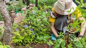 Wenn es so kalt ist, dass selbst Schafe frieren, sollte man Acht auf seine Gartenpflanzen geben