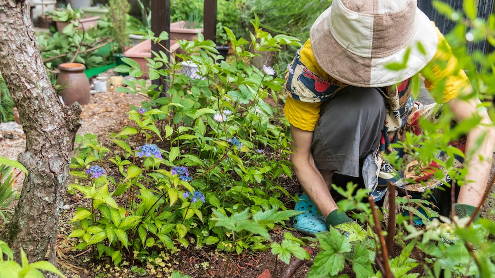 Wenn es so kalt ist, dass selbst Schafe frieren, sollte man Acht auf seine Gartenpflanzen geben