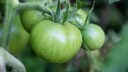 Grüne Tomaten