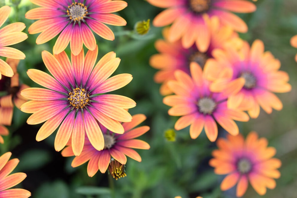 African daisies are ideal plants for a south balcony. They love sunny and warm conditions and bloom in vibrant colors
