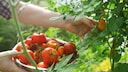 Damit Tomatenpflanzen genügend Platz haben und ausreichend Früchte tragen, müssen die Keimlinge rechtzeitig pikiert werden