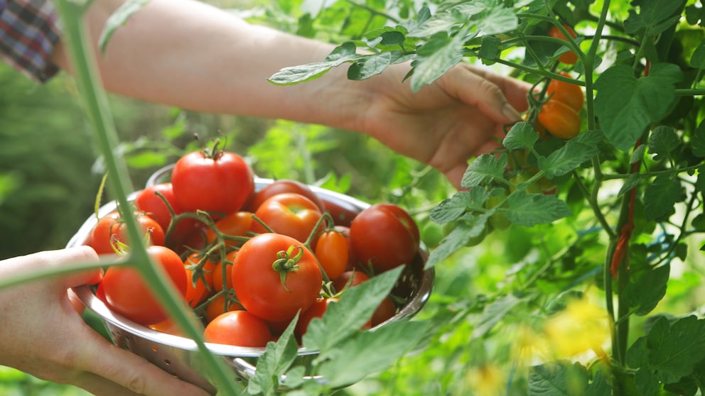 Damit Tomatenpflanzen genügend Platz haben und ausreichend Früchte tragen, müssen die Keimlinge rechtzeitig pikiert werden